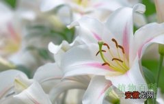 纯洁、高雅、和合 【花语】百合花的花语是什么