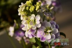【兰花】紫罗兰花语是什么？