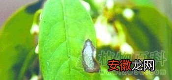 【病虫害】桂花的病虫害防治