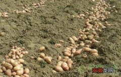 土豆 【土豆】马铃薯栽培技术