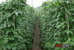【栽培】豆类蔬菜栽培技术