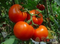 【栽培】茄果类蔬菜栽培技术