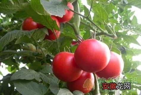 【品种】番茄的品种及番茄的栽培技术