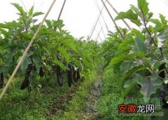 【品种】茄子品种及茄子栽培技术