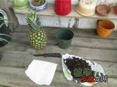 【种植】菠萝怎么种植,果农教你怎么在自己家种菠萝