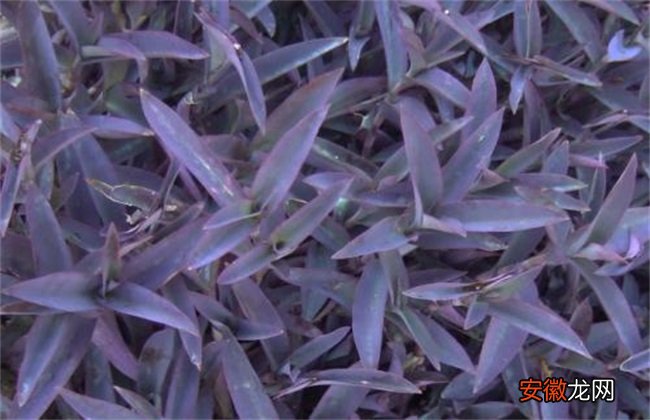 【种植】紫鸭跖草该怎么种植