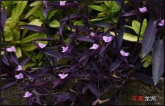 【种植】紫鸭跖草该怎么种植
