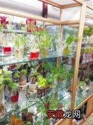 【植物】哈尔滨低廉易活的水养植物走俏花卉市场