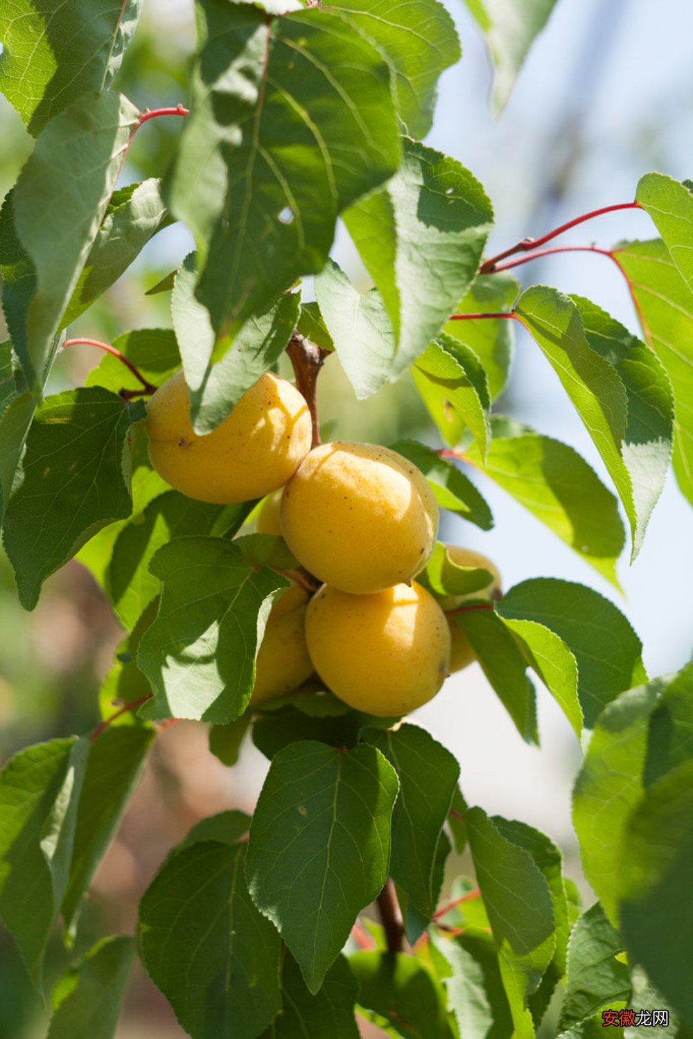 【品种】珍珠油杏品种介绍