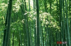【种植】毛竹的种植技术