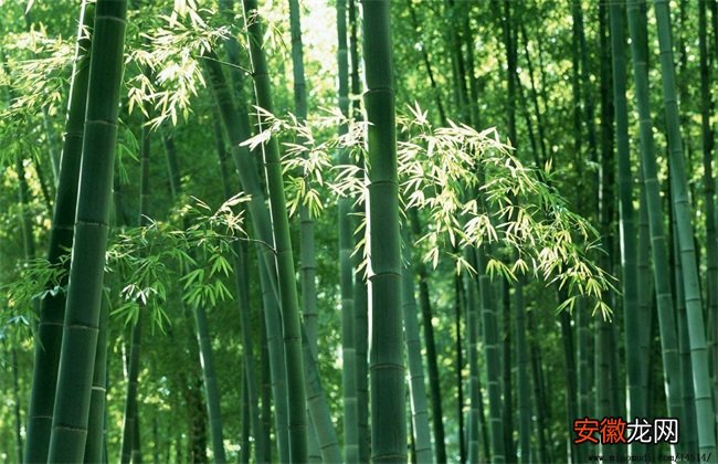 【种植】毛竹的种植技术