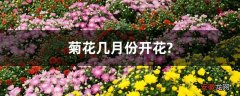 【月份】菊花几月份开花？
