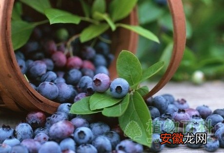 【花期】【蓝莓花期】蓝莓什么时候开花