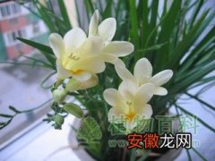 【兰花】【香雪兰花期】香雪兰什么时候开花