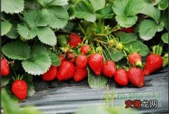 【种植】【草莓的种植时间】草莓什么时候种植