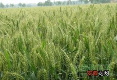 【种植】【小麦种植时间】小麦什么时候种