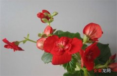 【开花】四季海棠怎么养才能开花不断