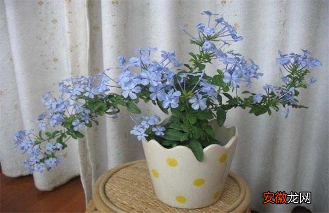 【花】蓝雪花的养殖方法和注意事项