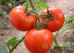 【种植】【西红柿种植时间】西红柿什么时候播种
