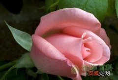 【种植】【玫瑰花的种植时间】玫瑰花什么时候播种