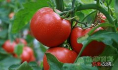 【种植】【番茄种植时间】番茄什么时候种