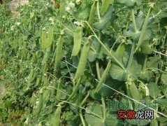 【种植】【豌豆种植时间】豌豆什么时候种