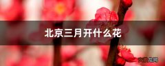 【花】北京三月开什么花