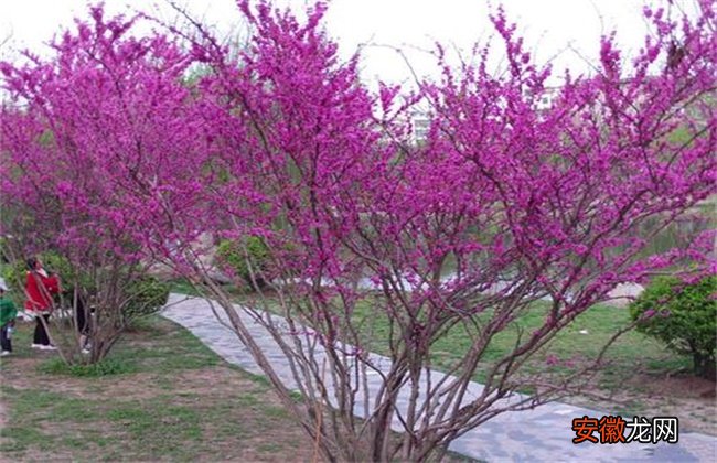 【花】紫荆花的养殖方法和注意事项