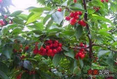 【品种】樱桃的品种选择和定植方法