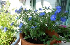 【养殖】蓝星花的养殖方法和注意事项