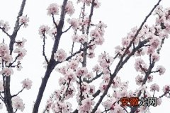 【花】中国樱花开花时间，和日本樱花有什么区别
