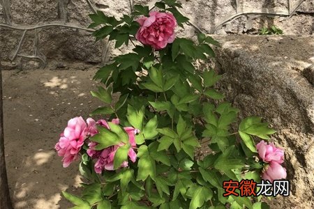 【适合】天津适合养什么花，市花和市树是什么