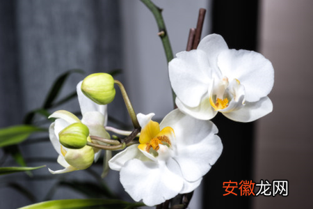 【花】大花蕙兰和蝴蝶兰区别，哪个好养