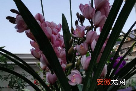【花】大花蕙兰和蝴蝶兰区别，哪个好养