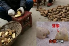 【方法】种土豆的方法，用什么底肥最好