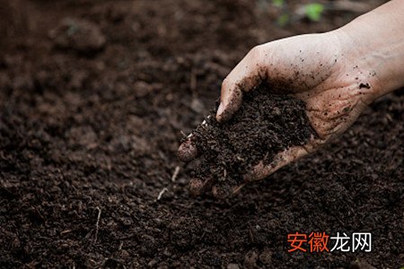 【制作】酸性土壤怎么制作，适合种什么花