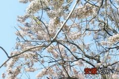 【开花】泡桐树的寿命，开花时间