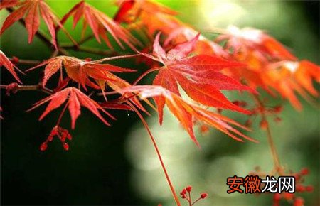 【盆景】红枫盆景怎么摘叶，这样做观赏性超高！