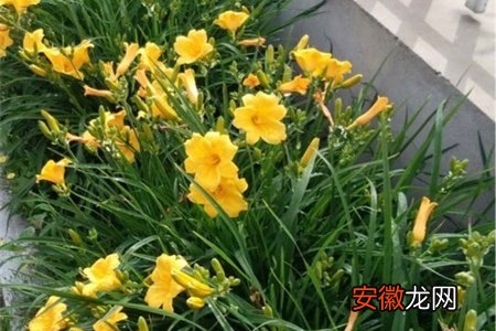 【花】南京适合养什么花，市花和市树是什么