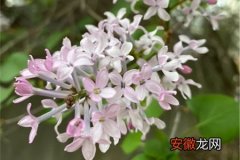 【花】南京适合养什么花，市花和市树是什么