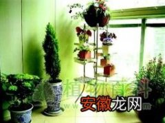 【室内】四条植物原则净化室内环境污染