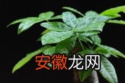 【植物】能旺财开运的植物介绍