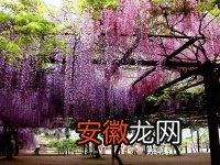 【铁线莲】紫藤和铁线莲 【灌木花】