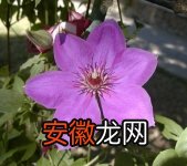 【铁线莲】紫藤和铁线莲 【灌木花】