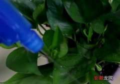 【绿萝】水培绿萝营养液的自制方法