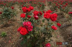 【玫瑰花】玫瑰花种子怎么种，玫瑰花种子的种殖方法