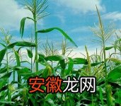 【栽培】农作物栽培的历史