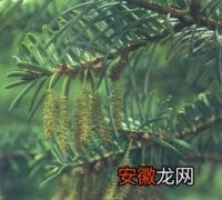 【猫】植物中的“大熊猫”―百山祖冷杉