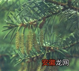 【猫】植物中的“大熊猫”―百山祖冷杉