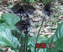【花卉】神奇的黑色花卉--老虎须